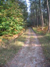 foret