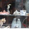 IMG_5260